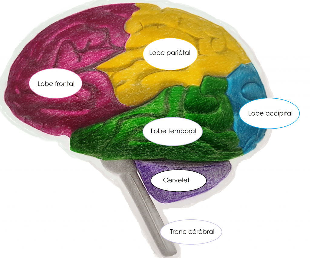 Quelques points d’anatomie – Méningezvous